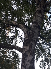 Betulaceae