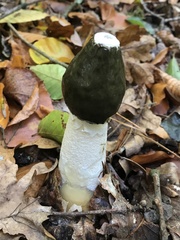 Phallus impudicus togatus