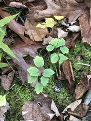 Thalictrum thalictroides