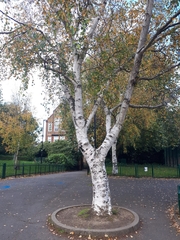 Betulaceae