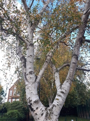 Betulaceae