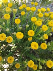 Chrysocoma coma-aurea