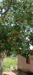 Magnoliopsida