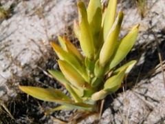 Ferraria crispa