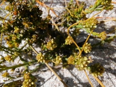 Thesium aggregatum