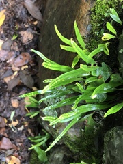 Lepisorus heterolepis image