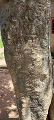 Magnoliopsida