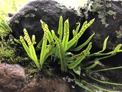 Lepisorus heterolepis image