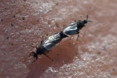 Scatopsinae