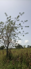 Magnoliopsida