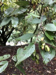 Carpinus kawakamii