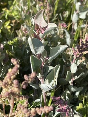 Atriplex vestita