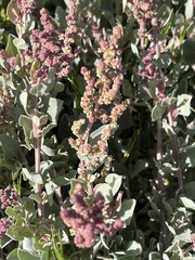 Atriplex vestita