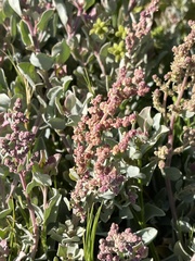 Atriplex vestita