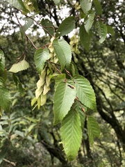 Carpinus kawakamii