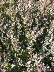 Atriplex vestita