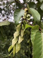 Carpinus kawakamii