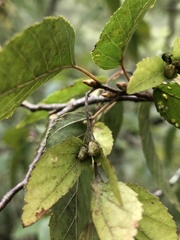 Carpinus kawakamii