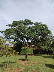 Copaifera langsdorffii