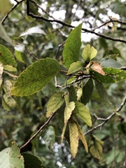 Carpinus kawakamii