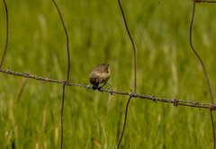 Acanthiza chrysorrhoa