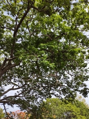 Copaifera langsdorffii