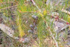 Allocasuarina misera