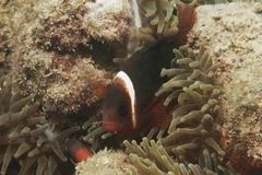 Amphiprion rubrocinctus