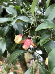 Euonymus carnosus