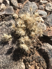 Dasyochloa