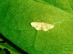 Idaea chotaria