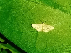 Idaea chotaria
