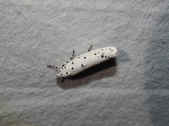 Ethmia coscineutis