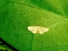 Idaea chotaria