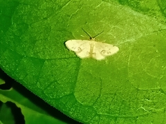 Idaea chotaria