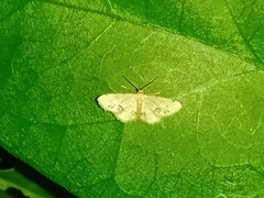 Idaea chotaria