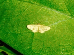 Idaea chotaria