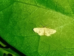 Idaea chotaria