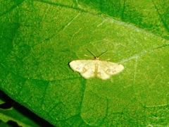 Idaea chotaria