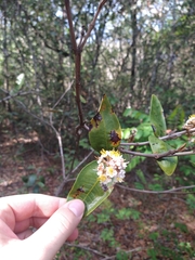 Miconia fallax