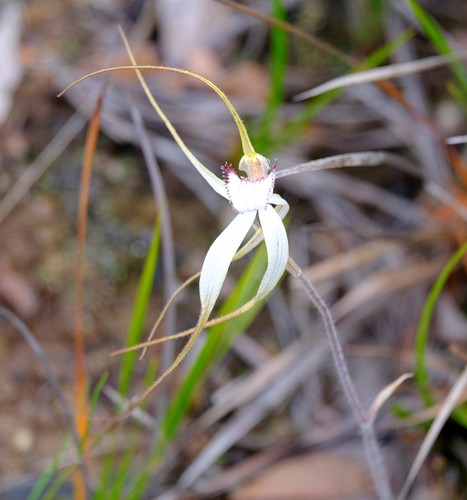 Image of Caladenia venusta by (c) Peter Crowcroft, some rights reserved (CC BY)