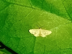 Idaea chotaria