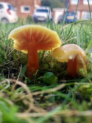Hygrocybe quieta