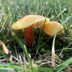 Hygrocybe quieta