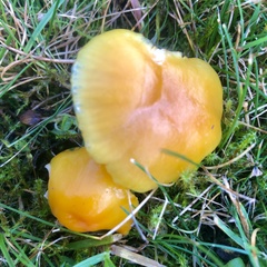 Hygrocybe quieta