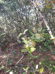 Miconia fallax