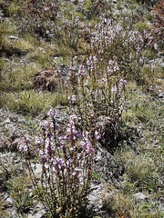 Euphrasia collina paludosa