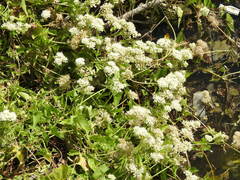 Mikania periplocifolia