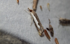 Classeya bicuspidalis