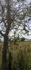 Magnoliopsida